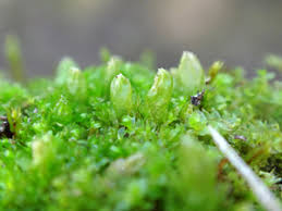 Attēlu rezultāti vaicājumam “Lophozia incisa”