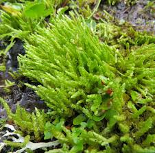 Attēlu rezultāti vaicājumam “Bryum schleicheri”