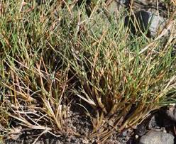 Attēlu rezultāti vaicājumam “Festuca rubra subsp. rubra”