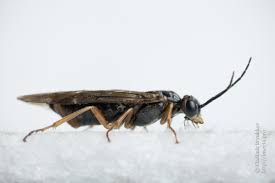 Attēlu rezultāti vaicājumam “Nematus ribesii”