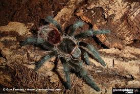 Znalezione obrazy dla zapytania Grammostola grossa