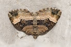 Attēlu rezultāti vaicājumam “Xanthorhoe biriviata”