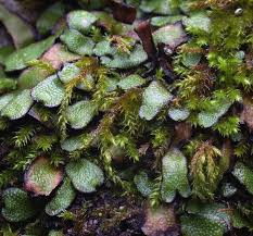 Attēlu rezultāti vaicājumam “Cephalozia loitlesbergeri”