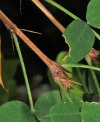 Attēlu rezultāti vaicājumam “Caragana arborescens leaf”