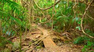 「Mt. Tamborine」的圖片搜尋結果