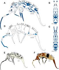 Attēlu rezultāti vaicājumam “Orchesella sp.”
