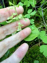 Attēlu rezultāti vaicājumam “Listera ovata leaf”