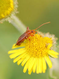 Attēlu rezultāti vaicājumam “Adelphocoris seticornis”