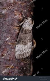 Attēlu rezultāti vaicājumam “Tetheella fluctuosa”