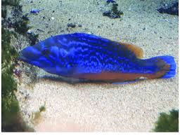 Image result for Labrus mixtus