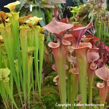 Attēlu rezultāti vaicājumam “Saelania glaucescens sporophyte”