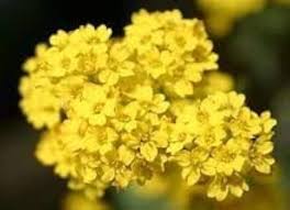 Image result for Alyssum saxatile