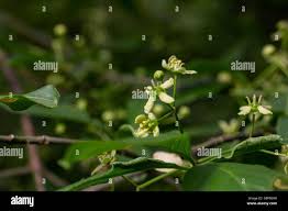 Attēlu rezultāti vaicājumam “Euonymus verrucosus fruit”