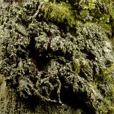 Attēlu rezultāti vaicājumam “Coenogonium pineti”