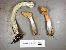 Attēlu rezultāti vaicājumam “Hypomyces chrysospermus”