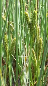 Attēlu rezultāti vaicājumam “Carex rostrata”