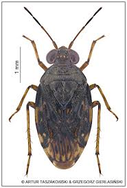 Attēlu rezultāti vaicājumam “Saldula saltatoria”