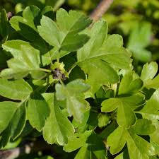 Attēlu rezultāti vaicājumam “Crataegus laevigata leaf”