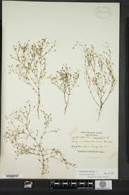 Attēlu rezultāti vaicājumam “Gypsophila muralis”