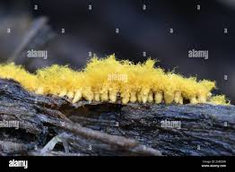 Attēlu rezultāti vaicājumam “Oligonema favogineum plasmodium”