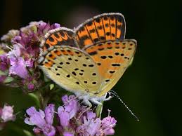 Attēlu rezultāti vaicājumam “Lycaena tityrus female”