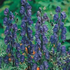 Attēlu rezultāti vaicājumam “Aconitum napellus flower”