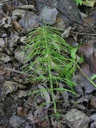 Attēlu rezultāti vaicājumam “Equisetum pratense”