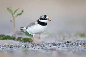 Attēlu rezultāti vaicājumam “Charadrius hiaticula adult”