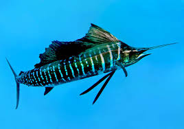 Image result for Istiophorus platypterus