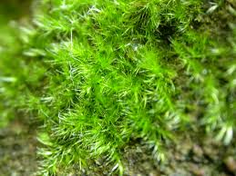 Attēlu rezultāti vaicājumam “Rhynchostegiella tenella”