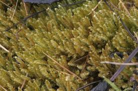 Attēlu rezultāti vaicājumam “Calliergonella lindbergii”