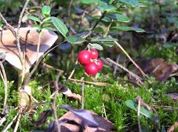 Attēlu rezultāti vaicājumam “Vaccinium vitis-idaea”