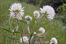 Attēlu rezultāti vaicājumam “Trifolium montanum flower”