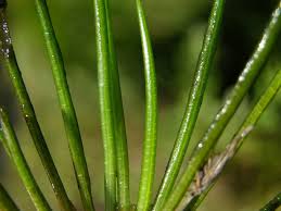 Attēlu rezultāti vaicājumam “Isoetes lacustris”