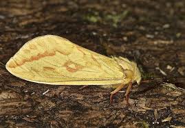 Attēlu rezultāti vaicājumam “Hepialus humuli female”