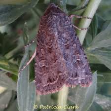 Attēlu rezultāti vaicājumam “Noctuidae”