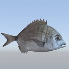 Image result for Diplodus sargus
