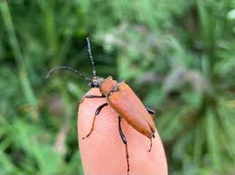 Attēlu rezultāti vaicājumam “Leptura rubra male”