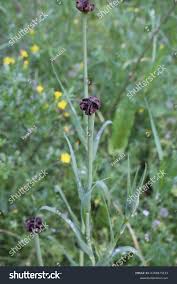 Attēlu rezultāti vaicājumam “Microbotryum tragopogonis - pratensis”