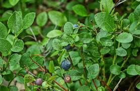 Attēlu rezultāti vaicājumam “Vaccinium angustifolium”