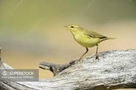 Attēlu rezultāti vaicājumam “Phylloscopus trochilus”