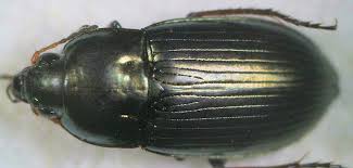 Attēlu rezultāti vaicājumam “Amara sp.”