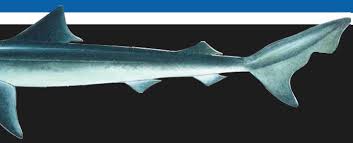 Image result for Galeorhinus galeus