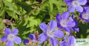 Attēlu rezultāti vaicājumam “Geranium sylvaticum leaf”