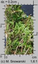 Attēlu rezultāti vaicājumam “Plagiothecium laetum”