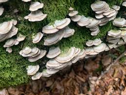 Attēlu rezultāti vaicājumam “Trichaptum biforme”