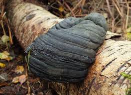 Attēlu rezultāti vaicājumam “Fomes fomentarius”