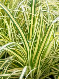 Attēlu rezultāti vaicājumam “Carex arenaria  leaf”