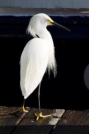 Image result for Egretta thula