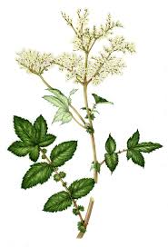 Attēlu rezultāti vaicājumam “Filipendula ulmaria”